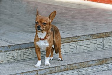 açık kahverengi Chihuahua taş adımlar üzerinde duruyor