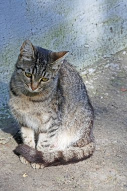 kaldırımda oturan gri kedi