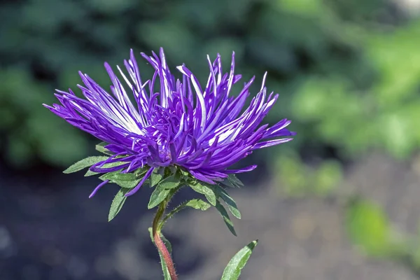 Fiore viola Aster con petali stretti — Foto Stock