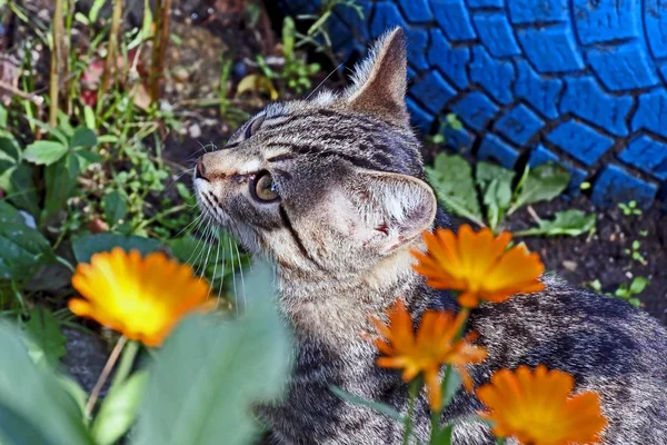 grey cat among grass and flowers