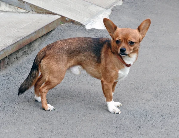 Light brown Chihuahua stands on the gray asphalt — Stock Photo, Image