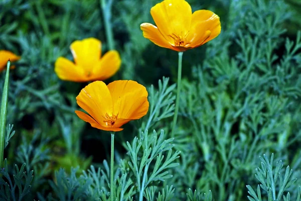 Sarı çiçek Eschscholzia californica denilen bahçede yetişir — Stok fotoğraf