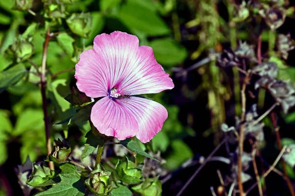 Flower little pink mallow in the garden — Stock Photo, Image
