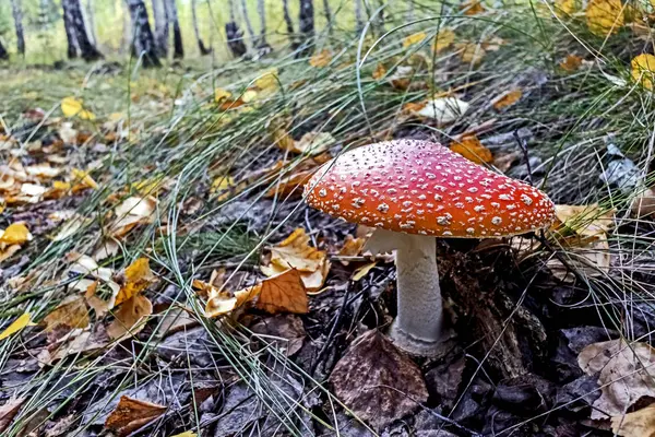 Röd fluga svamp i skogen bland gräset och bladen — Stockfoto
