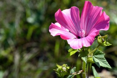 bahçede çiçek pembe ebegümeci