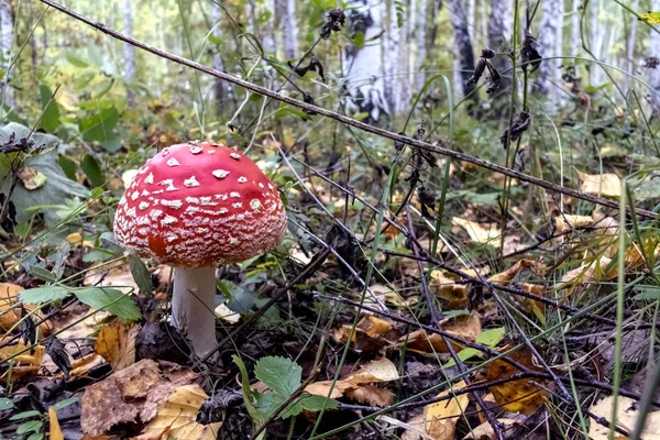 Mosca vermelha agaric na floresta entre a grama e folhas — Fotografia de Stock