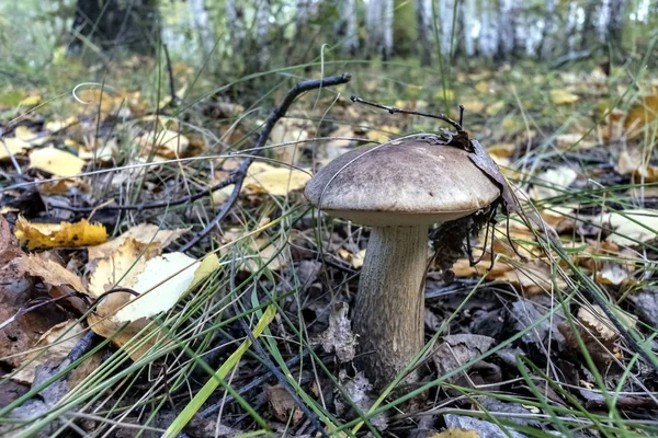 Cogumelo boleto com o nome latino Leccinum na floresta entre folhas e ervas — Fotografia de Stock