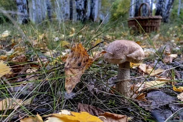 Fungo porcino con il nome latino Leccinum nel bosco tra foglie ed erbe — Foto Stock