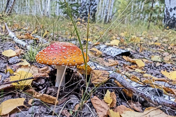 Röd fluga svamp i skogen bland gräset och bladen — Stockfoto