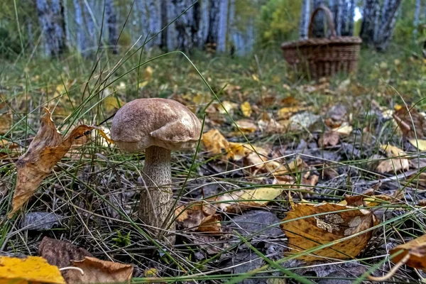 Boletus svamp med latinets namn Leccinum i skogen bland löv och örter — Stockfoto