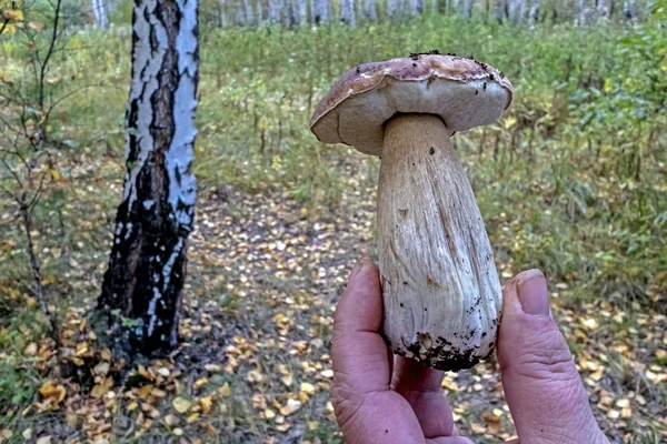 Fungo boletus con il nome latino Leccinum nel bosco in mano all'uomo — Foto Stock