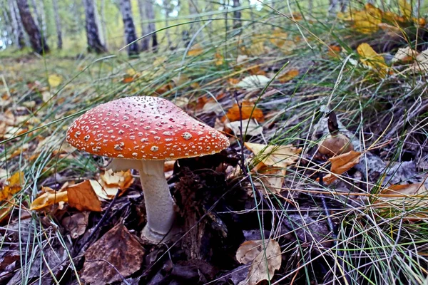 빨간 잔디와 잎 사이 숲에서 agaric 비행 — 스톡 사진