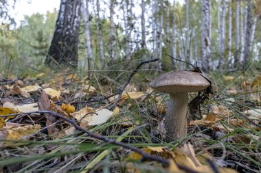 yaprakları ve otlar arasında ormanda Latince adı Leccinum ile boletus mantar