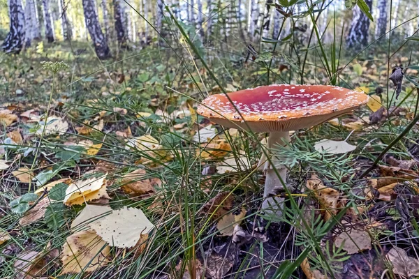 Mosca vermelha agaric na floresta entre a grama e folhas — Fotografia de Stock