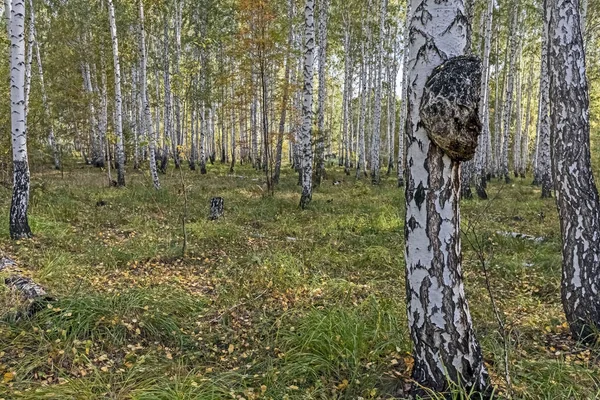 Гриб с латинским названием Inonotus obliquus вырос на березе — стоковое фото