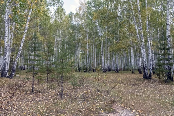 Forêt de bouleau pendant la chute des feuilles d'automne — Photo