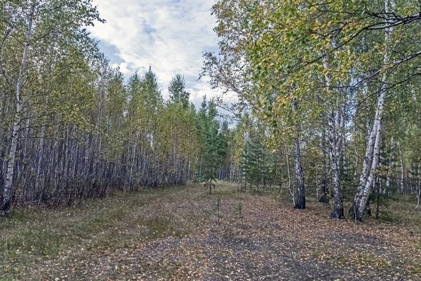 Floresta de bétula durante outono queda de folha — Fotografia de Stock
