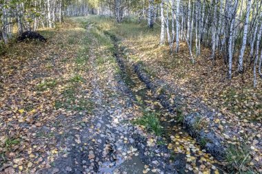 sonbahar yaprağı sonbaharında huş ormanı
