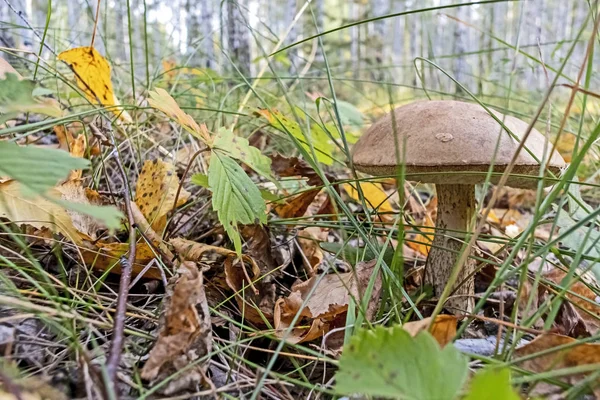 Cogumelo boleto com o nome latino Leccinum na floresta entre folhas e ervas — Fotografia de Stock