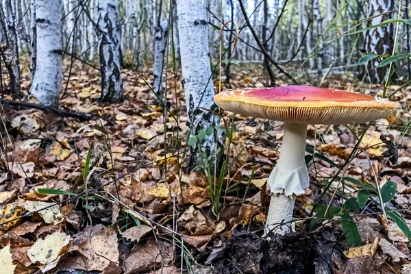 Mosca roja agárica en el bosque entre la hierba y las hojas — Foto de Stock