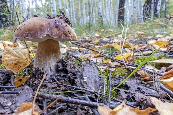 Cogumelo boleto com o nome latino Leccinum na floresta entre folhas e ervas — Fotografia de Stock