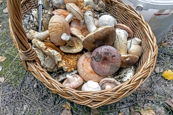 Svampar i korgen är bara plockade i skogen — Stockfoto