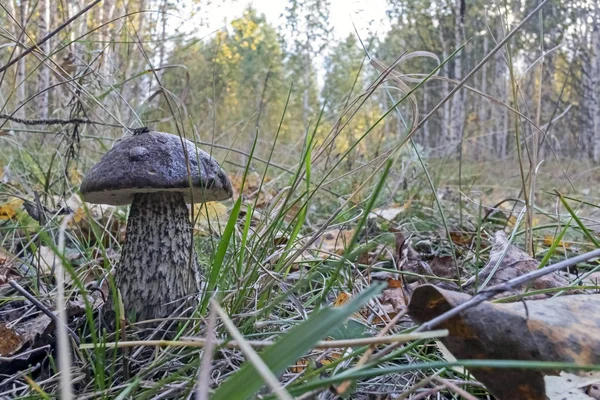 Cogumelo boleto com o nome latino Leccinum na floresta entre folhas e ervas — Fotografia de Stock