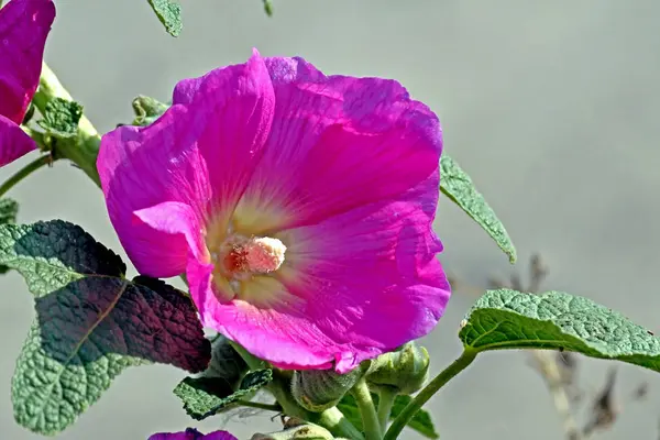 Λουλούδι ροζ Μάλοου στον κήπο — Φωτογραφία Αρχείου