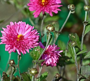 bahçede güzel taze pembe Aster