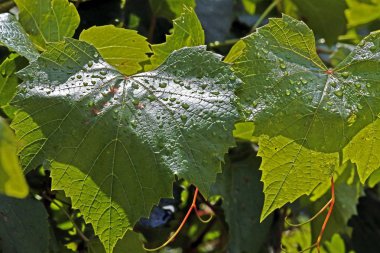 yağmurdan sonra damlaile güneş tarafından aydınlatılmış üzüm yaprakları