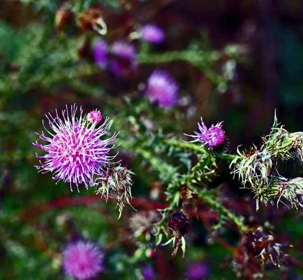 Purple flowering Thistle in autumn with drops after rain — Stock Photo, Image