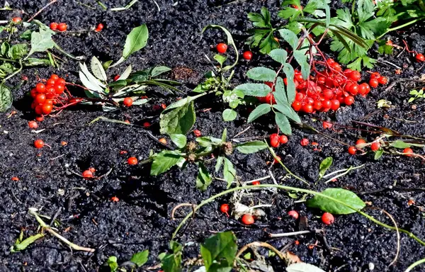 Baies frêne rouge de montagne sur terre sombre automne — Photo