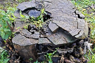 yağmurdan sonra eski çatlak kütük