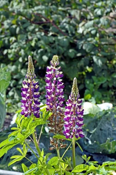 Brillante flor púrpura con Lupin blanco en el jardín —  Fotos de Stock