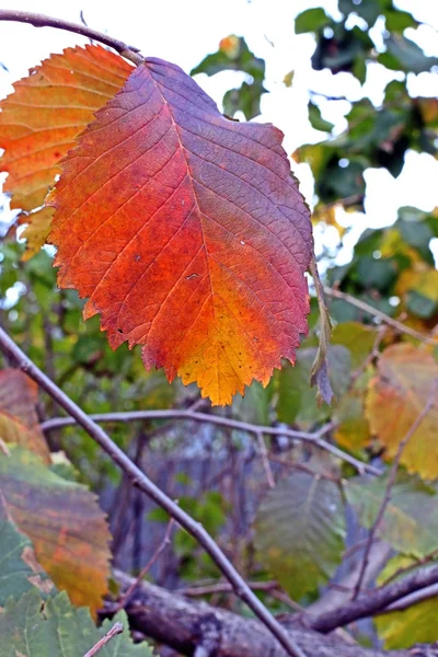 Folhas de outono coloridas na árvore, macro — Fotografia de Stock