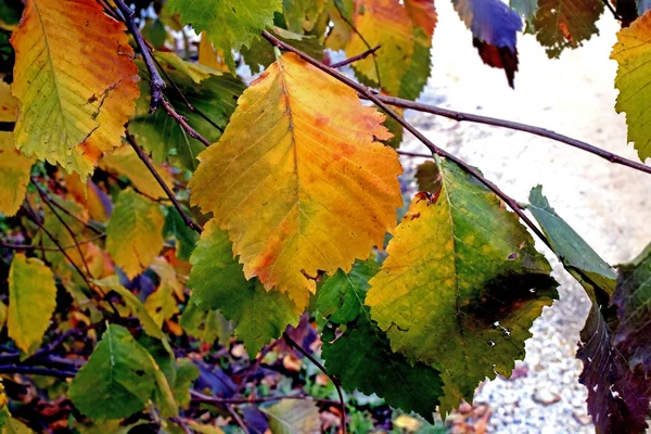 Πολύχρωμα φύλλα του φθινοπώρου στο δέντρο, μακρο — Φωτογραφία Αρχείου