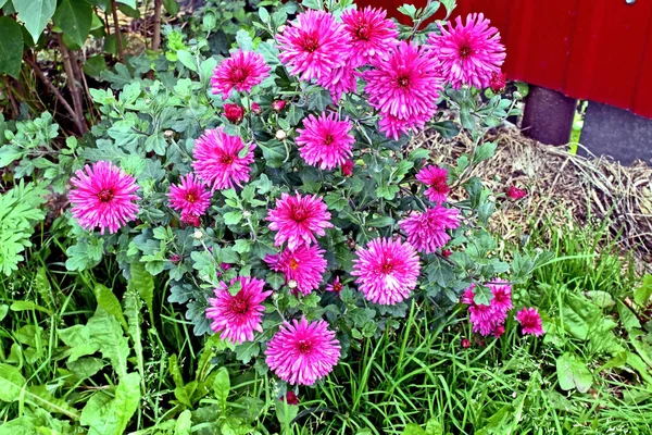 Hermoso fresco rosa Aster en el jardín — Foto de Stock