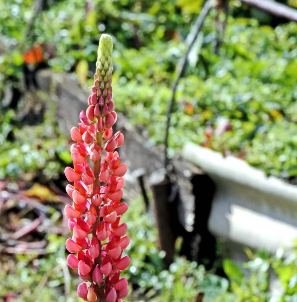 Brillante flor rosa Lupin en el jardín —  Fotos de Stock