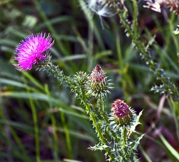 Purple flowering Thistle in autumn — Stock Photo, Image