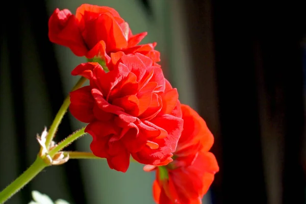 Fleurs rouge Terry géranium macro, zone de mise au point étroite — Photo