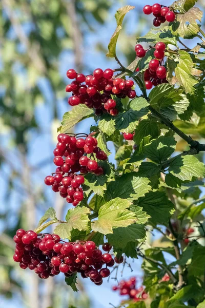 Спелые ягоды вибурнума на Буше — стоковое фото