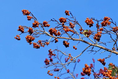 Mavi gökyüzüne karşı bir dalda olgun şahin dikeni üzümleri