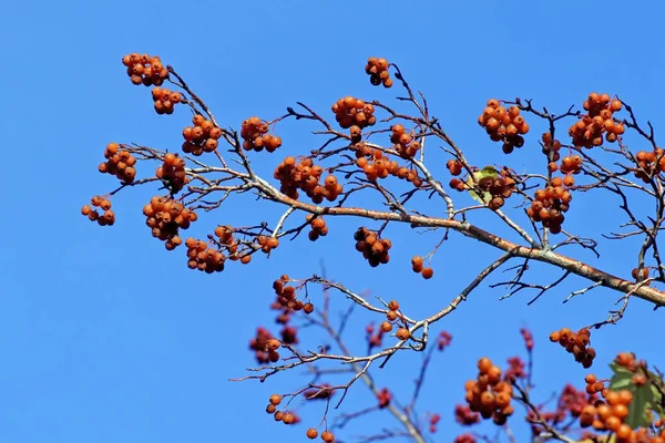 Bacche di biancospino mature su un ramo contro il cielo blu — Foto Stock