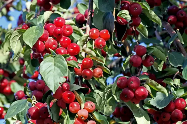 Kleine rote Äpfel auf einem Zweig — Stockfoto