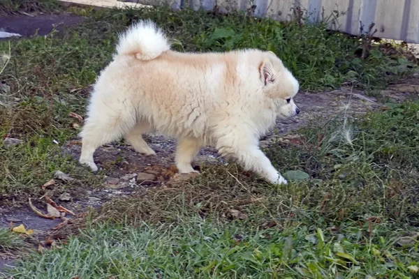 Hermoso poco esponjoso cachorro caminando —  Fotos de Stock