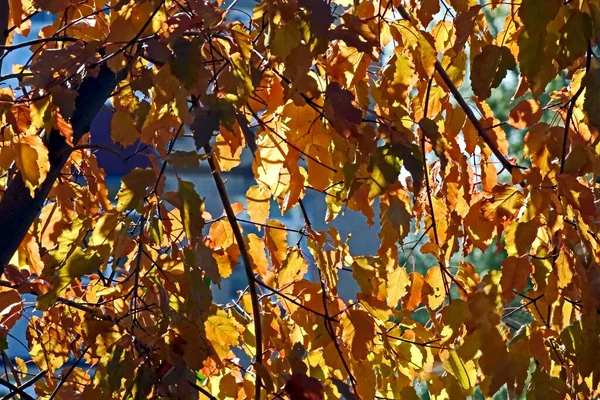Folhas de outono cor de laranja em ramos — Fotografia de Stock