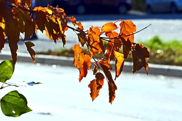 Orange autumn leaves on branches — Stock Photo, Image