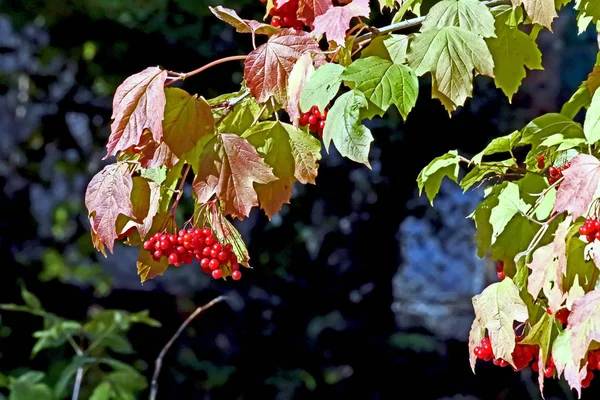 Rijpe viburnum bessen op een boom met herfst rode bladeren — Stockfoto
