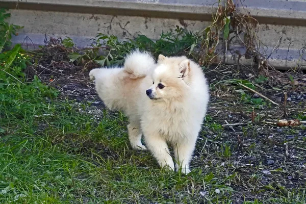 Beautiful little fluffy puppy raised foot — Stock Photo, Image