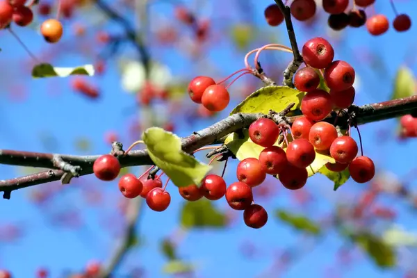 枝に秋の小さな野生のリンゴ — ストック写真